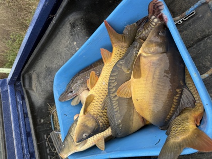 Vánoční kapr z našich rybníků