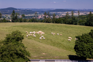 DJI_20250819105252_0152_D