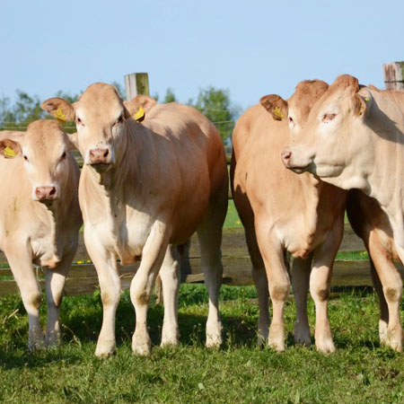 Chov plemene Blonde d´Aquitaine